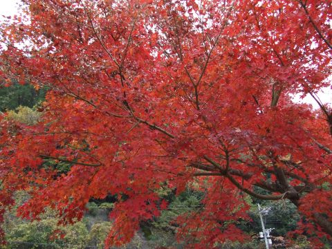 2010111306.jpg