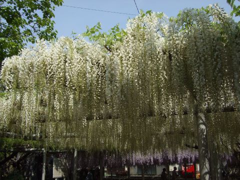DSCF2854.jpg