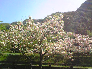 Image336.jpg