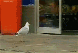 abe5a97b.gif