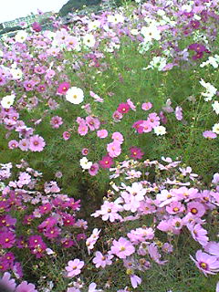 Image1131.jpg